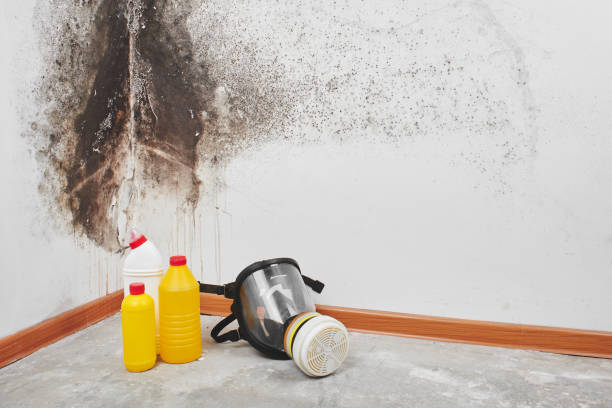 Best Certified Mold Removal  in Falmouth, VA