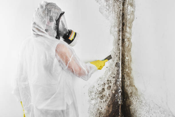 Falmouth, VA Mold Removal Company