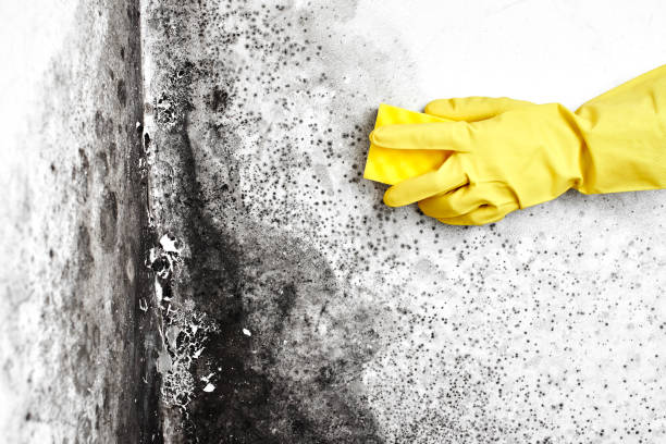 Best Affordable Mold Removal  in Falmouth, VA