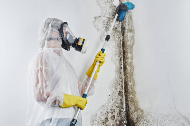 Best Mold Damage Repair  in Falmouth, VA