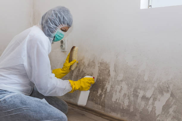 Best Best Mold Removal Companies  in Falmouth, VA