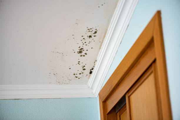 Best Mold Removal Company Near Me  in Falmouth, VA