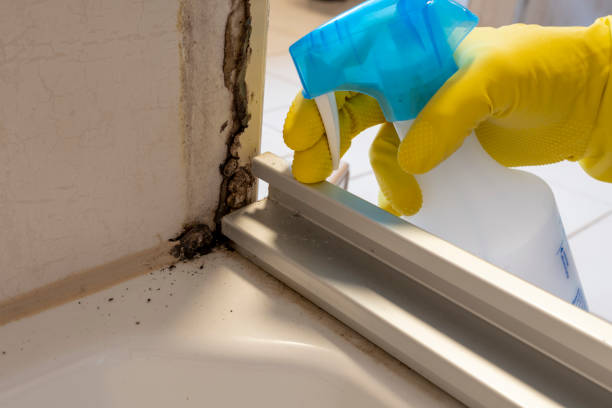 Best Mold Damage Repair  in Falmouth, VA