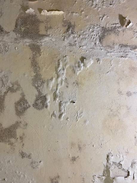 Best Attic Mold Removal  in Falmouth, VA