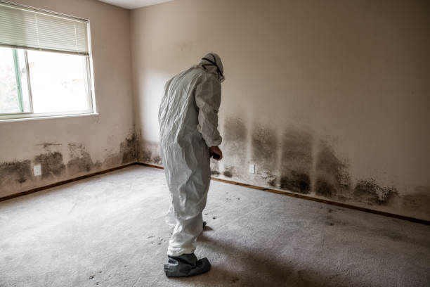 Best Home Mold Removal  in Falmouth, VA