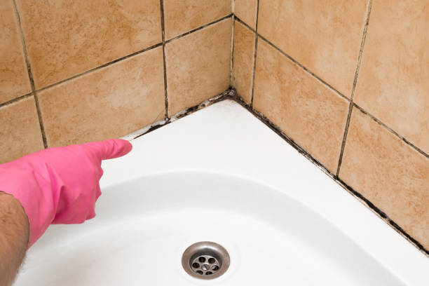 Best Black Mold Removal  in Falmouth, VA