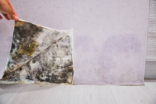 Best Mold Removal Process  in Falmouth, VA